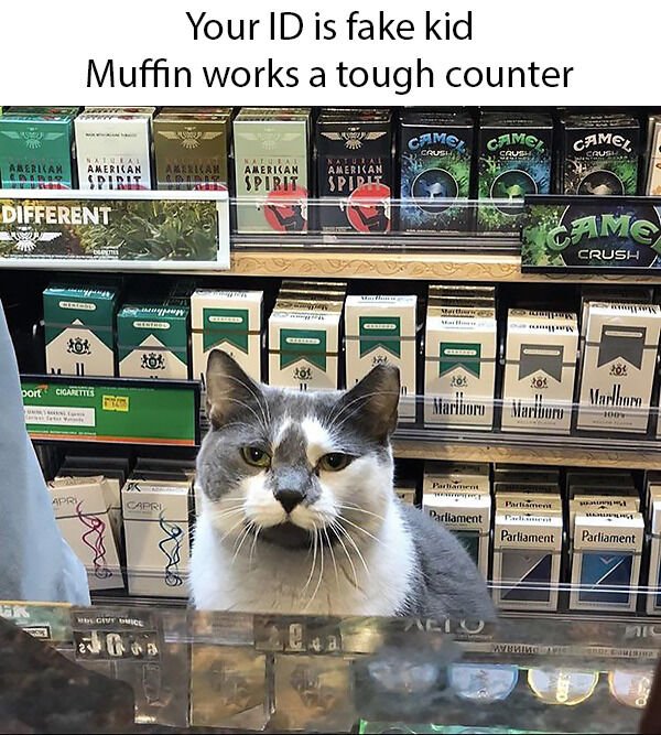 Cat Memes And Pictures (38 pics)