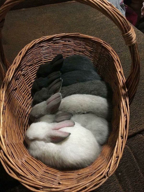 Cute Bunnies (31 pics)