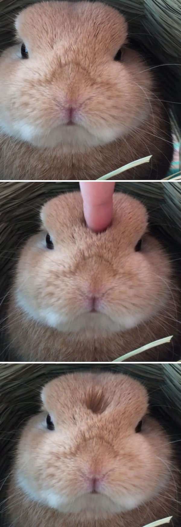 Cute Bunnies (31 pics)