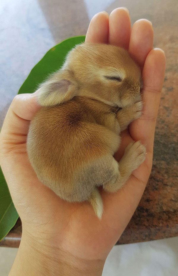 Cute Bunnies (31 pics)