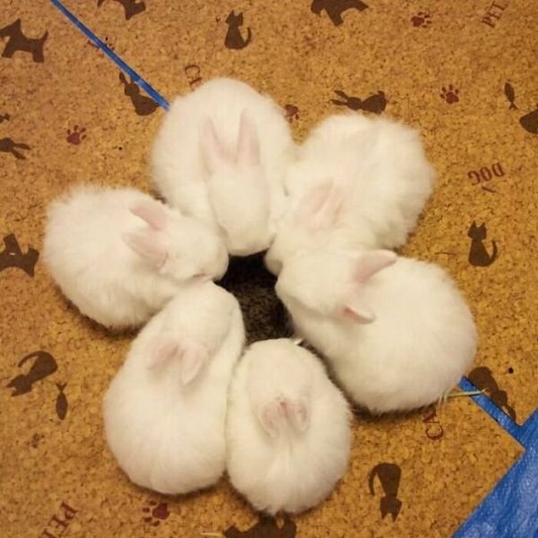 Cute Bunnies (31 pics)