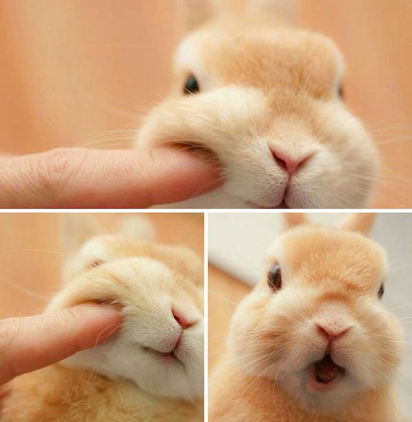 Cute Bunnies (31 pics)