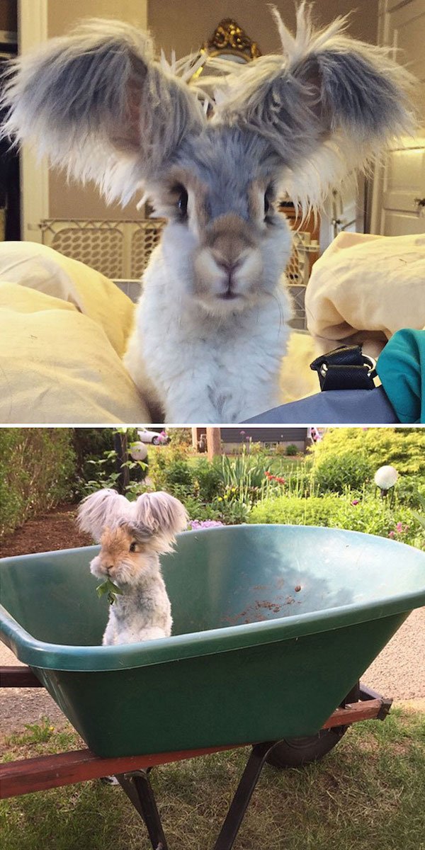 Cute Bunnies (31 pics)