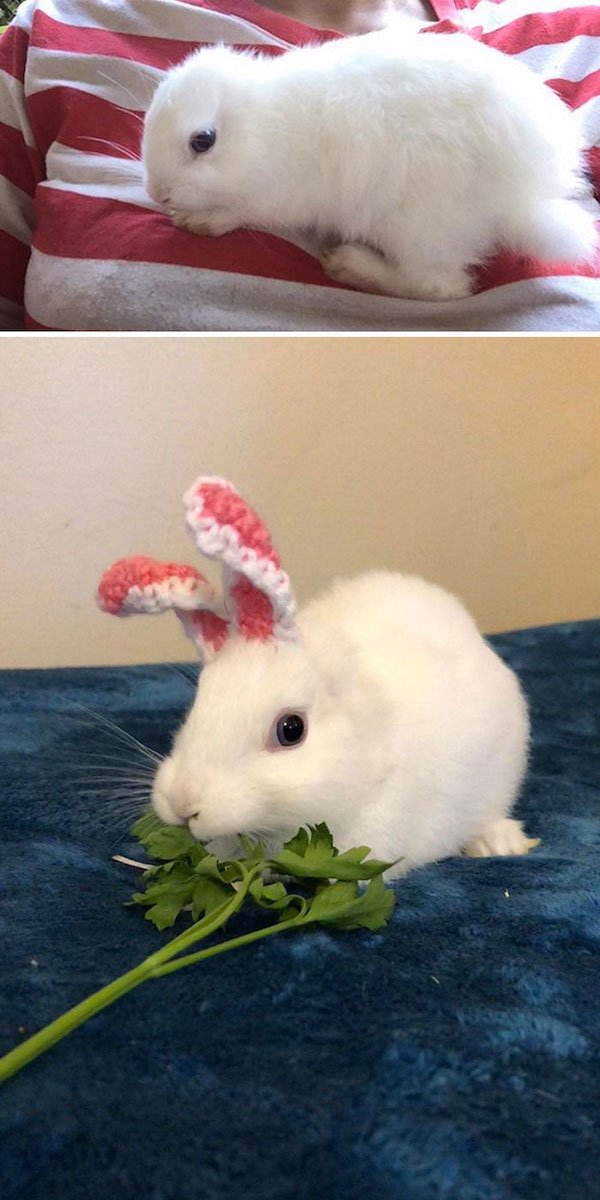 Cute Bunnies (31 pics)