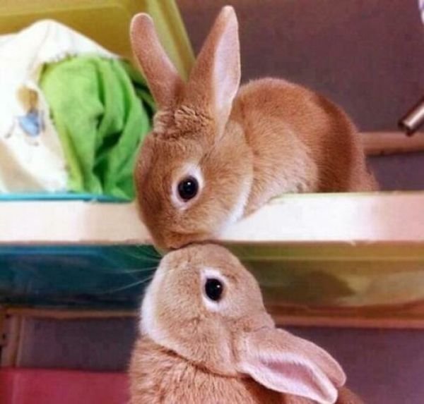 Cute Bunnies (31 pics)