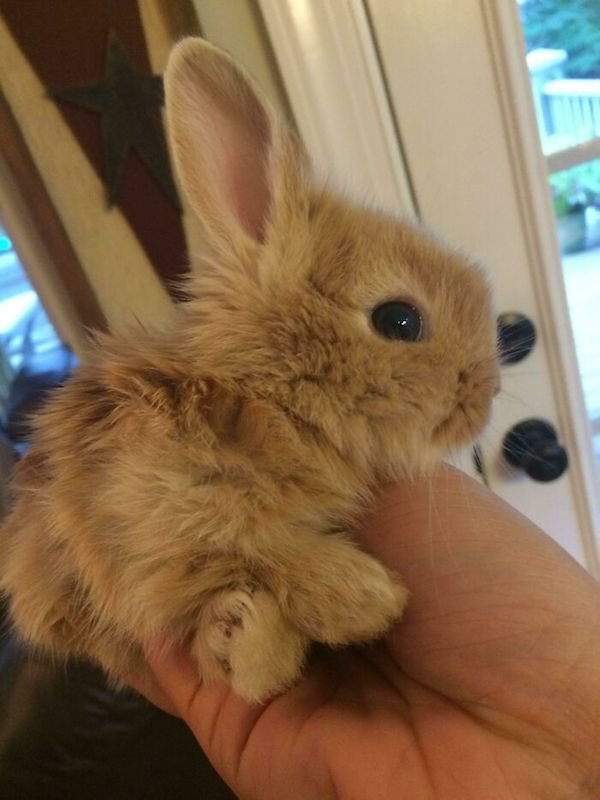 Cute Bunnies (31 pics)