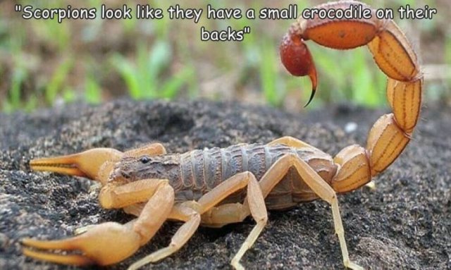 Acid Picdump 2 (89 pics)