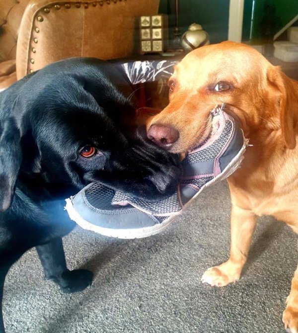 These Pets Are Broken (20 pics)