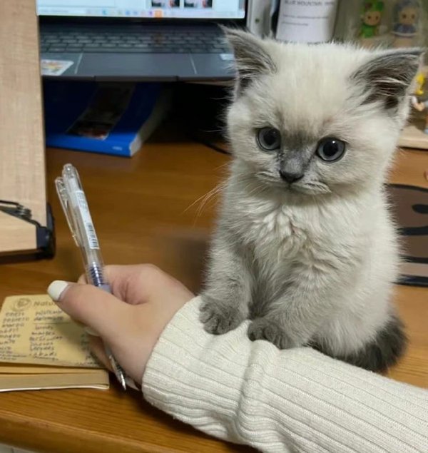 Wholesome Stories (25 pics)