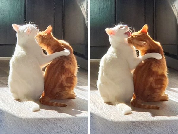 Wholesome Stories (25 pics)