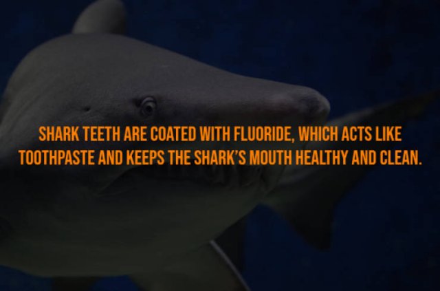 Curious Facts (17 pics)