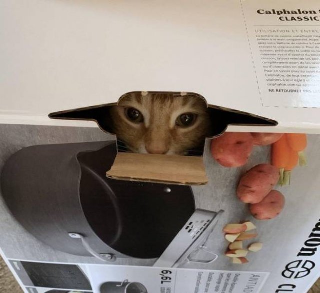 Funny Photos (35 pics)