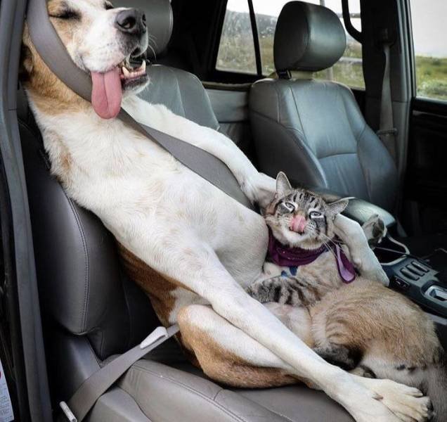 Funny Photos (35 pics)