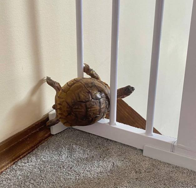Funny Photos (35 pics)
