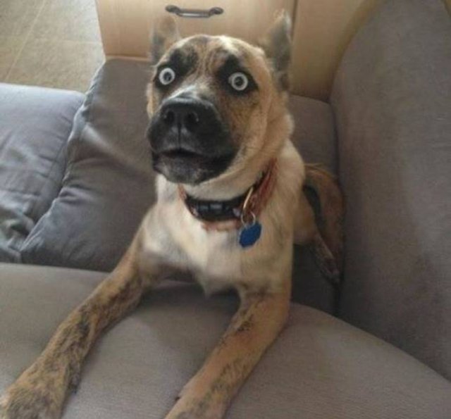 Funny Photos (35 pics)