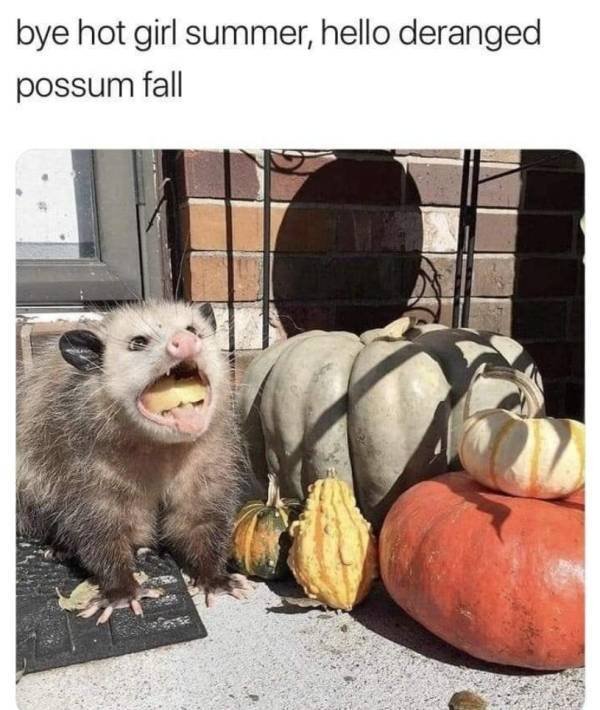 Fall Memes (26 pics)