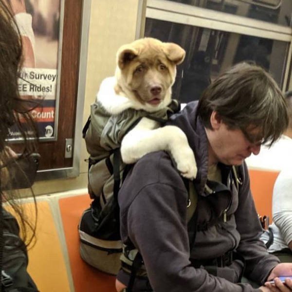 When You Keep Your Dog In Bag (40 pics)
