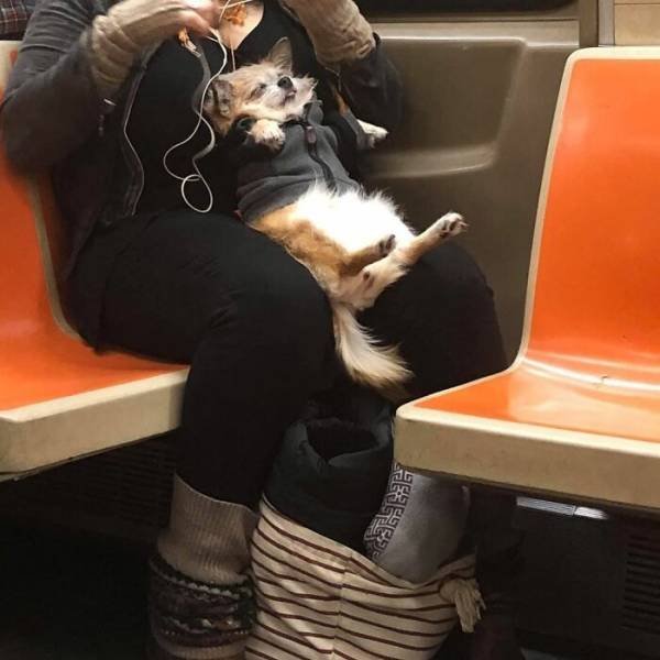 When You Keep Your Dog In Bag (40 pics)