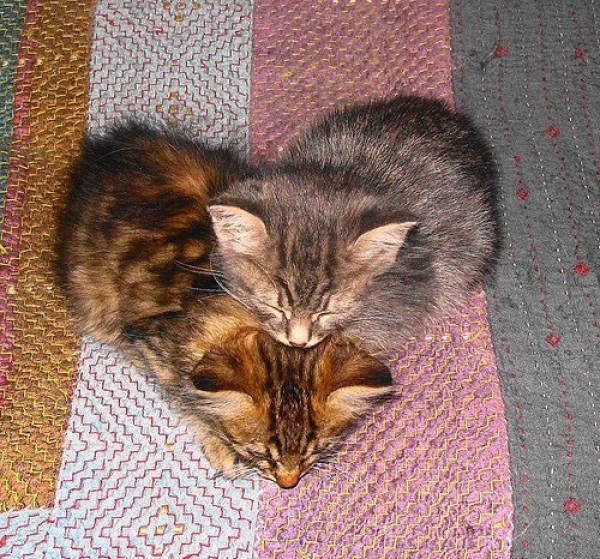 Acid Picdump 2 (81 pics)