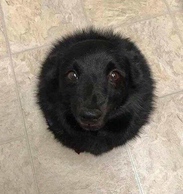 Curious Photos (50 pics)