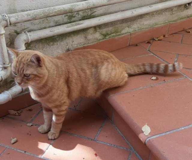 Curious Photos (50 pics)