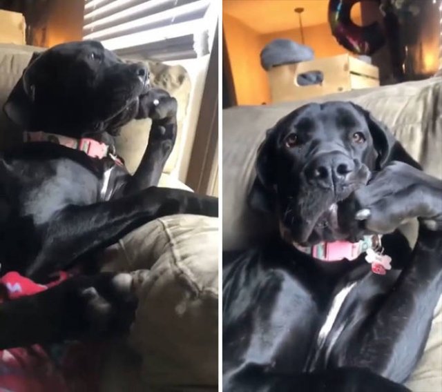 These Dogs Are Broken (46 pics)