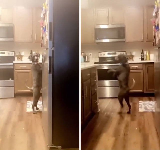 These Dogs Are Broken (46 pics)