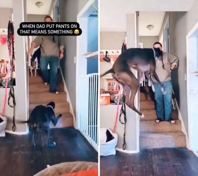 These Dogs Are Broken (46 pics)