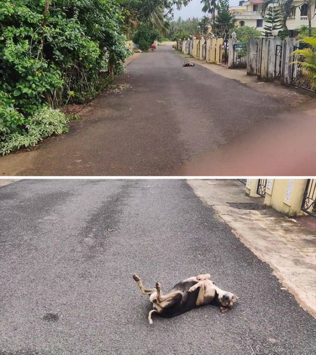 These Dogs Are Broken (46 pics)