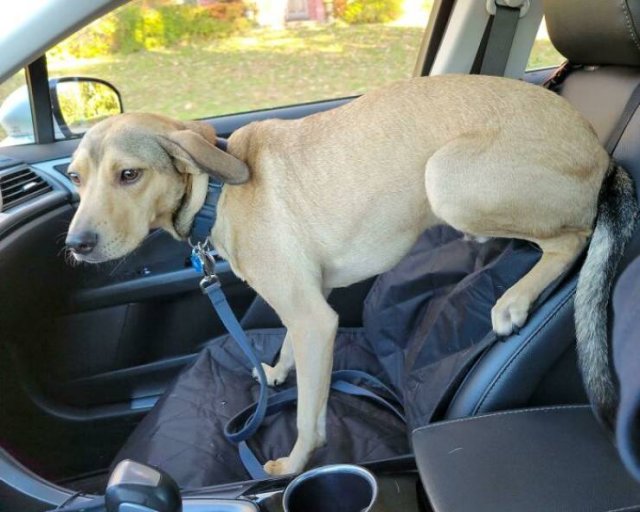 These Dogs Are Broken (46 pics)