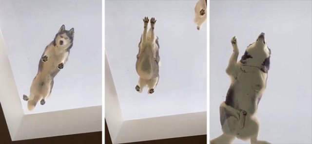 These Dogs Are Broken (46 pics)