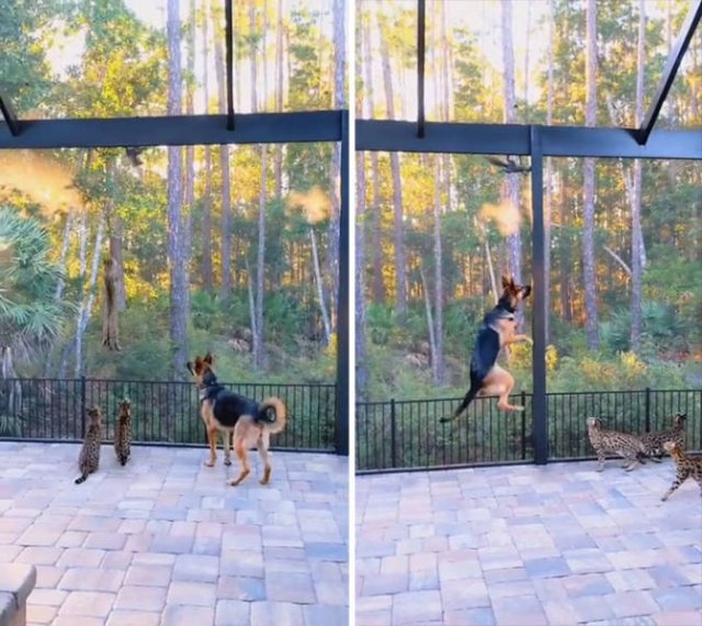 These Dogs Are Broken (46 pics)