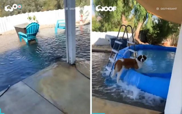 These Dogs Are Broken (46 pics)