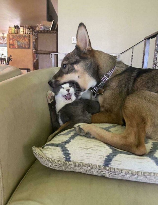 These Dogs Are Broken (46 pics)