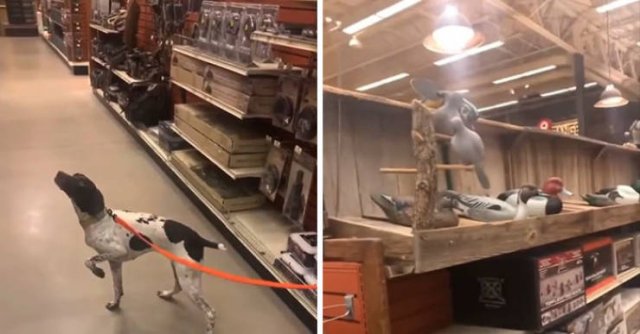 These Dogs Are Broken (46 pics)