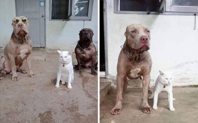 These Dogs Are Broken (46 pics)