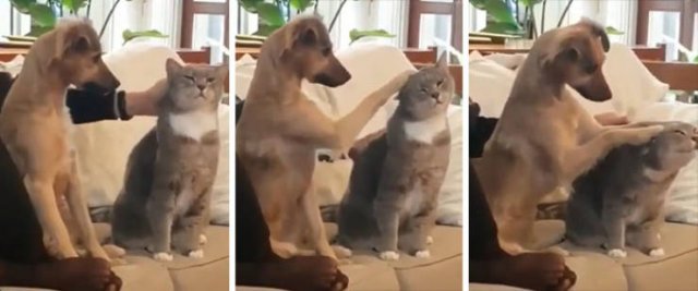 These Dogs Are Broken (46 pics)