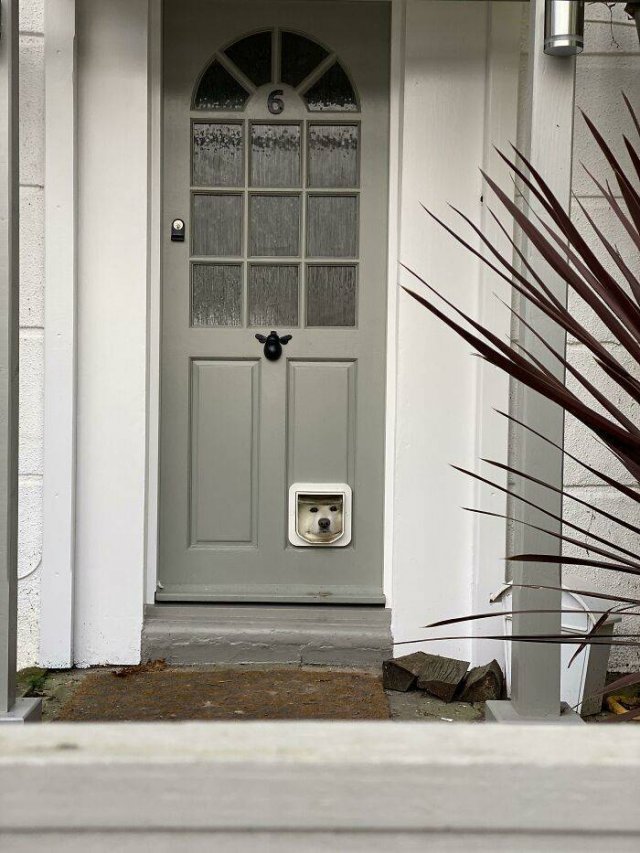 These Dogs Are Broken (46 pics)