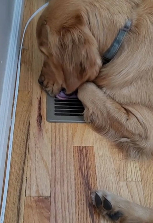 These Dogs Are Broken (46 pics)