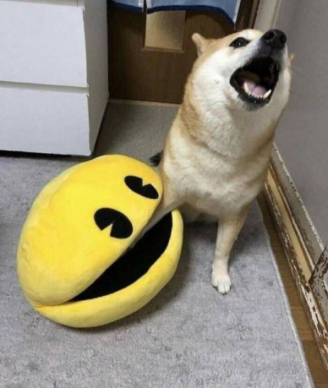 These Dogs Are Broken (46 pics)