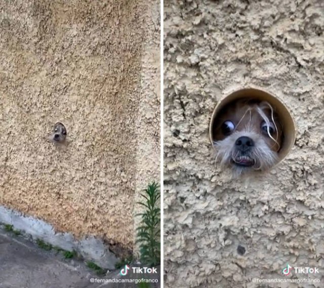 These Dogs Are Broken (46 pics)