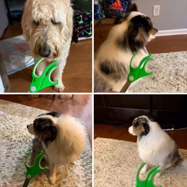 These Dogs Are Broken (46 pics)