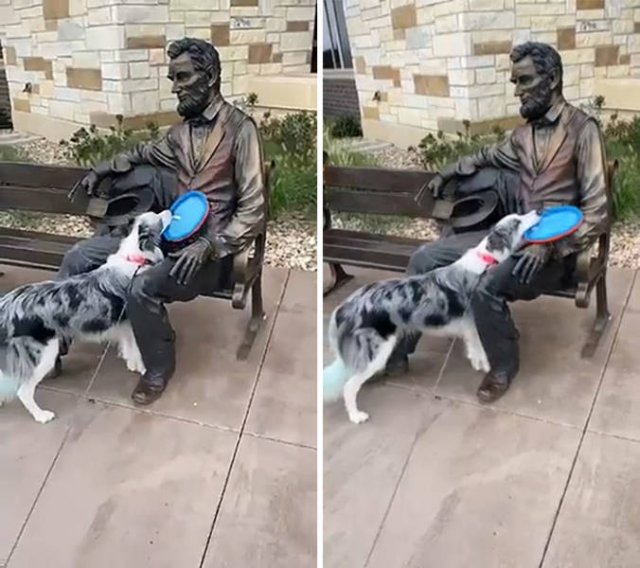 These Dogs Are Broken (46 pics)