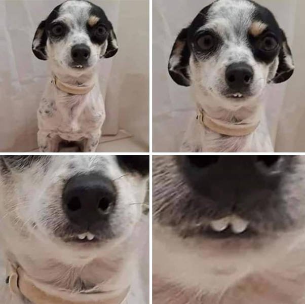 These Dogs Are Broken (46 pics)