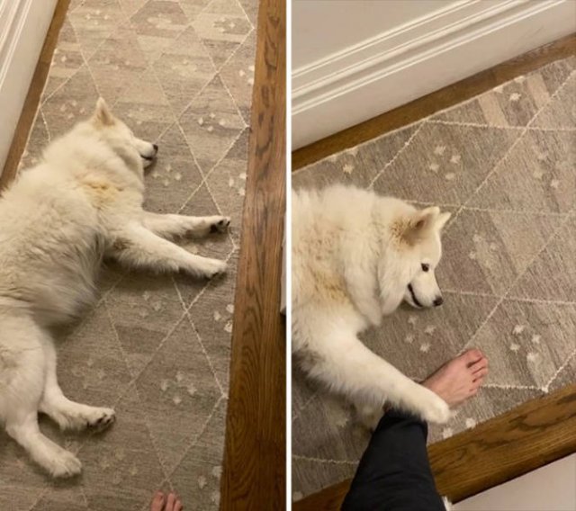 These Dogs Are Broken (46 pics)