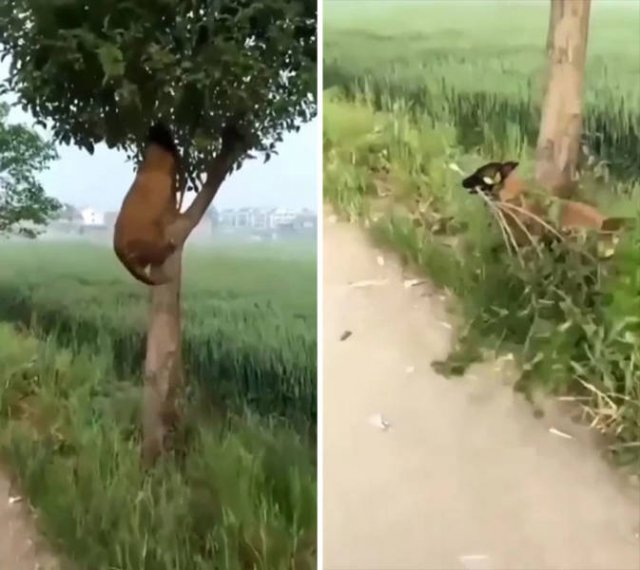 These Dogs Are Broken (46 pics)