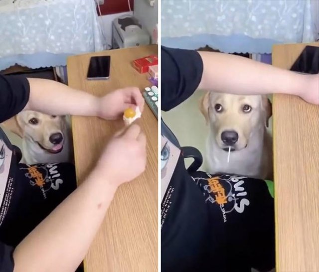 These Dogs Are Broken (46 pics)
