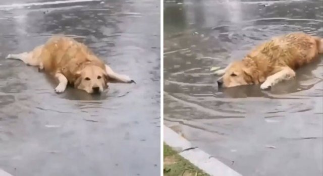 These Dogs Are Broken (46 pics)