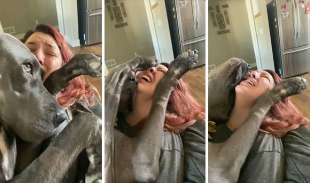These Dogs Are Broken (46 pics)