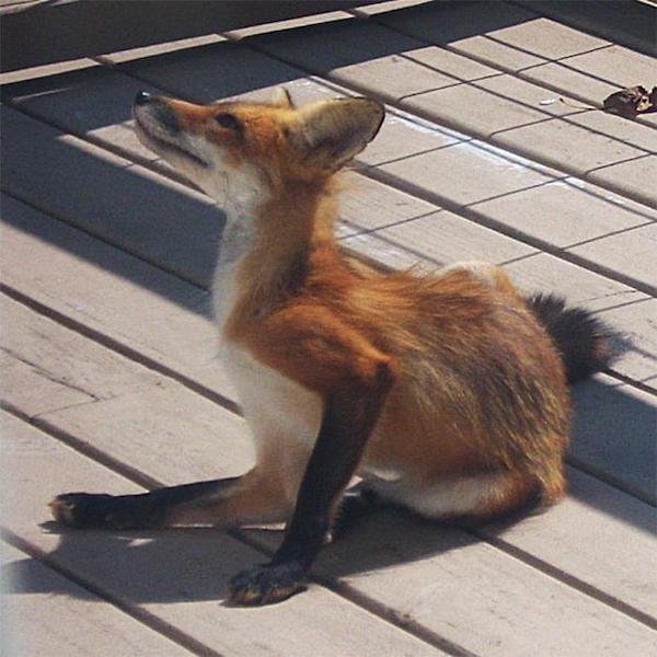 Wildlife Photography (31 pics)